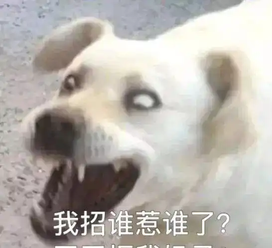 萨摩肚皮上长疙瘩吓坏铲屎官,朋友的解释让所有人笑喷了
