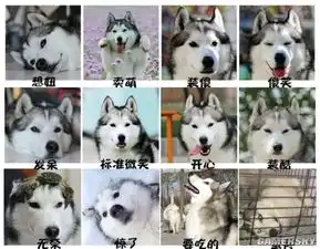 柴犬表情包搞笑吵架