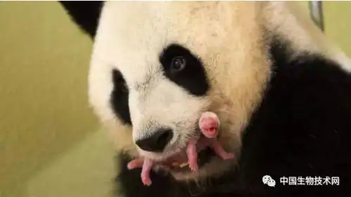 熊猫宝宝出生时为什么这么小