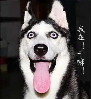 狗子因冒充国家公务犬,偷吃民警鸡翅,被刑拘一天
