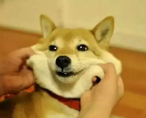 铲屎官算计自家狗狗,竟如此花式虐狗,柴犬表情笑翻网友
