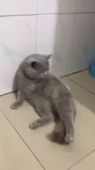 主人带蓝猫去绝育,猫躺在手术台上一脸绝望,猫让朕死了算了
