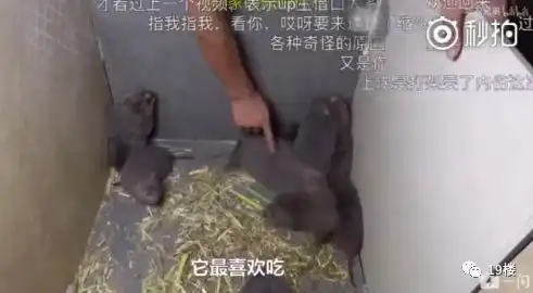 吃竹鼠的华农兄弟火了网友我不漂亮别吃我
