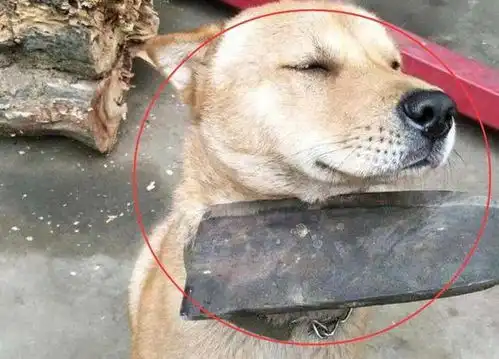 就算你和狗狗的感情再好,若经常做这几件事,狗狗迟早离开你
