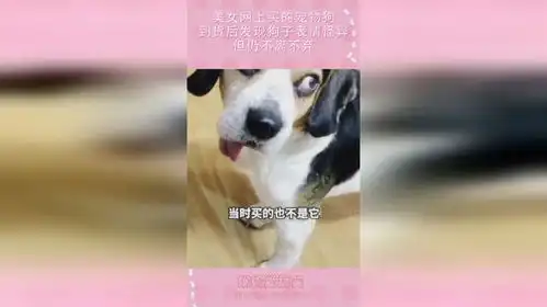 美女网上买的宠物狗,到货后发现狗子表情怪异,但仍不离不弃
