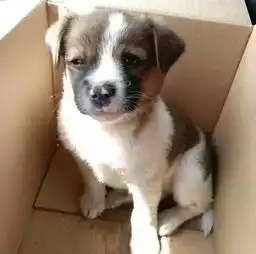 老家跑来一只小土狗,奶奶说狗来富,愣是塞给我养着

