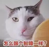 斗图日常智障猫咪表情包
