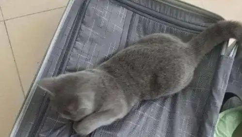 主人出差刚把行李箱打开,小蓝猫就跳了进去带我一起走