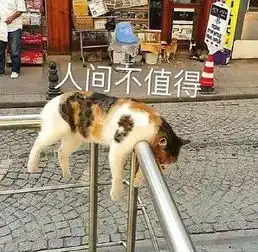 搞笑猫咪表情包39张
