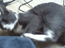 养一只神经兮兮的猫,每天都会有惊喜
