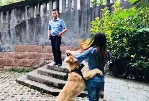 鸡表情包gif走来走去跑步