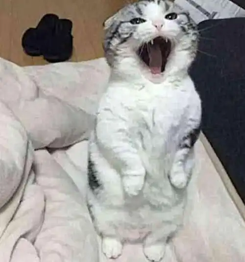 主人睡了个懒觉,看见猫咪表情觉得不好意思了真不是故意的
