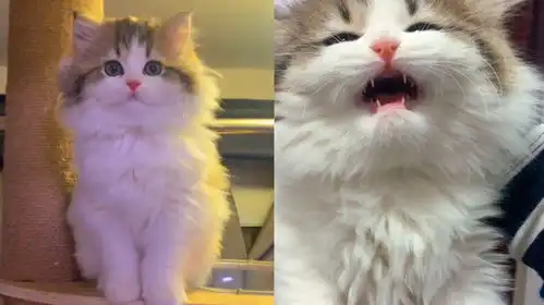 猫咪犯错后被主人拎起教育,不停喵喵叫眼神幽怨,一脸不服气
