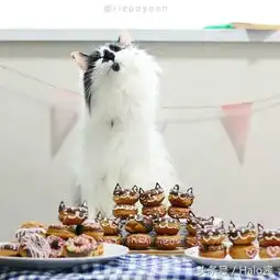 非要抱着一起睡觉的猫咪,怎么可以治愈成这样
