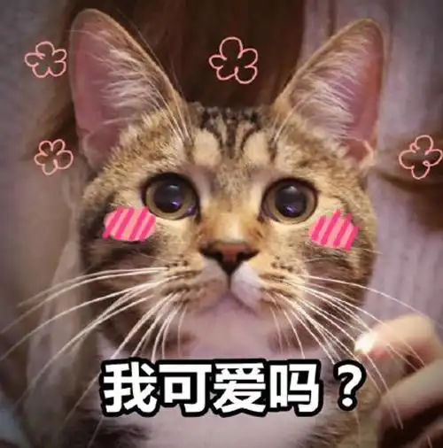 王者荣耀喵喵搞笑表情包
