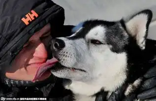 俄罗斯狗狗趣味比赛萌犬雪地拼表情

