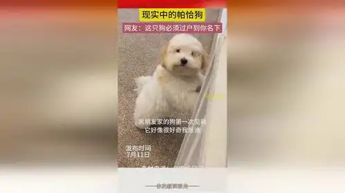 现实中的帕恰狗
