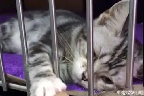 宠物店小猫握住网友的手带我走,当网友手抽回时猫咪表情扎心
