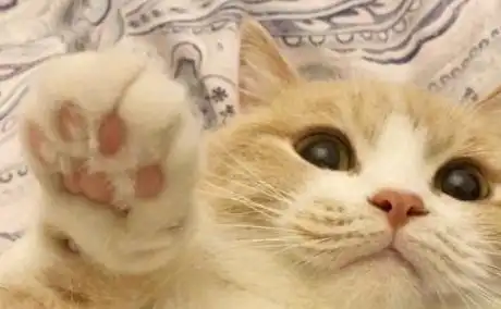 这些猫咪都是戏精,你可能不知道名字,但都见过它们的表情包
