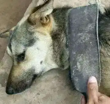 这几个养狗的错误方法,要不得

