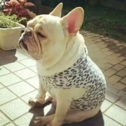 狗狗流口水这是肿么啦我控制不住我自己

