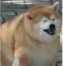 doge是柴犬吗看完柴犬表情包,网友想养狗
