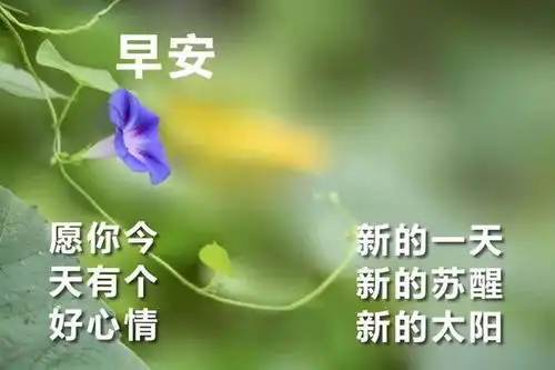 上午好微信漂亮的唯美问候语,最新问候语动态图片大全
