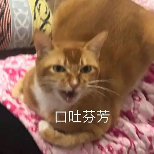 网红猫咪沙雕猫咪敦敦表情包四
