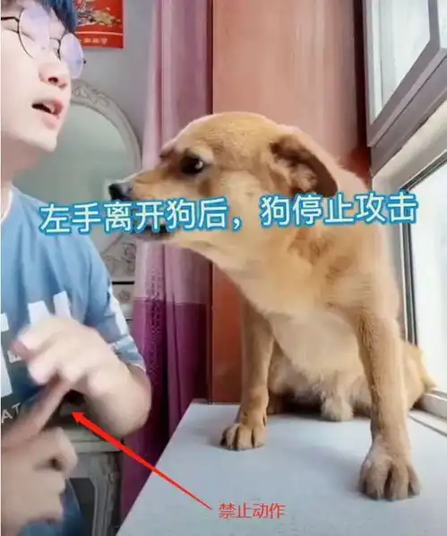 600万粉丝网红狗被虐,主人扬言号没了就杀狗,令人毛骨悚然
