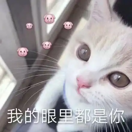 猫咪土味情话表情包看你那么傻,抱抱好了
