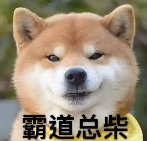 狗届表情包大赏这次你为谁打call
