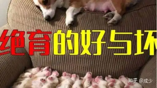 为什么兽医都建议要给狗做绝育我们要先了解绝育手术的好与坏
