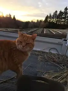 主人刚洗的车,回来之后竟然被自己家的猫玩成这样
