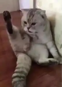 一只做完绝育后的猫咪,发现蛋蛋没了的表情亮了
