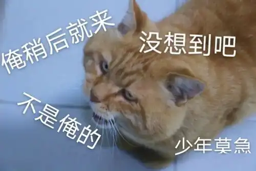 宿霸橘座保研财大公寓,是我喵生的坚持文末表情包暴击
