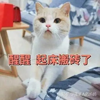 各位如何看待自家猫咪天亮就疯狂叫你起床的行为
