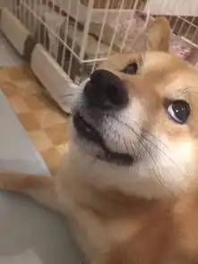 戏精柴犬的戏精人生,每个表情都是要搞事情