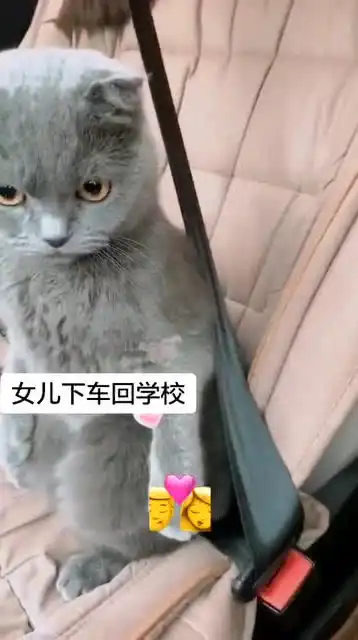 主人去上班,把猫忘车里了,委屈的表情太可爱了
