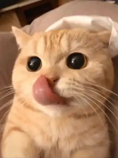 英短猫最喜欢吃的猫零食有哪些,猫冻干排行榜
