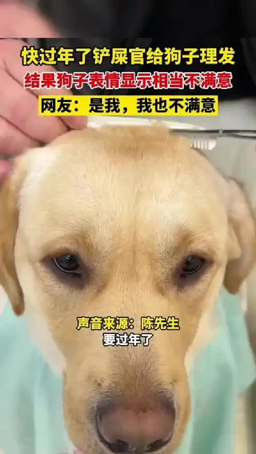 快过年了铲屎官给狗子理发,从表情判断狗子那是相当地不满意
