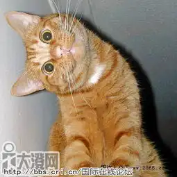 郭德纲晒卡通歪头照明星动物都卖萌
