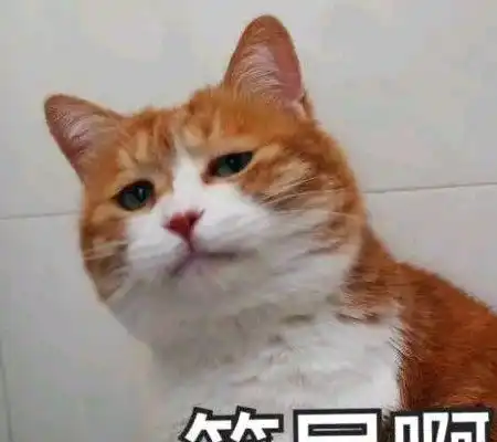 可怜喵喵,表情包是我不够可怜了咩
