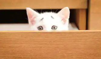 英国焦虑猫长八字眉网络爆红新浪清远
