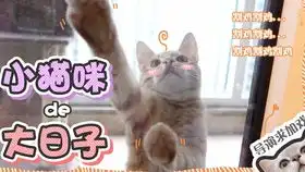 绝育的时候一定要上演苦情大戏不然小猫咪就会这会这么看着你
