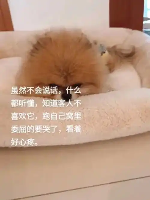 家里来了客人,见毛孩子在沙发上躺着,一脸嫌弃的表情,还说养这玩意儿又脏又有细菌真受不了这样人,既然那么嫌弃我家毛孩子
