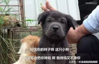 吃竹鼠的理由火遍网络,为了吃你给自己找过什么样的借口呢
