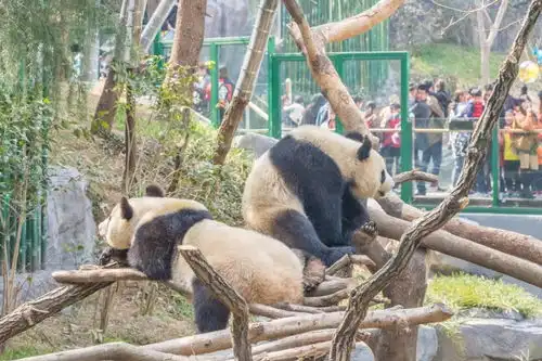 考拉来南京了快去看啊春天的红山动物园全城出动
