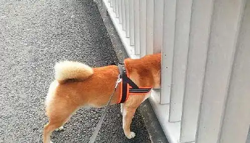 柴犬的有趣灵魂,遇到石像后竟上演一出大戏,网友妥妥的戏精
