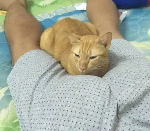 这只橘猫喜欢把头藏在男主pp中间闻,结果闻起来后,它的表情...
