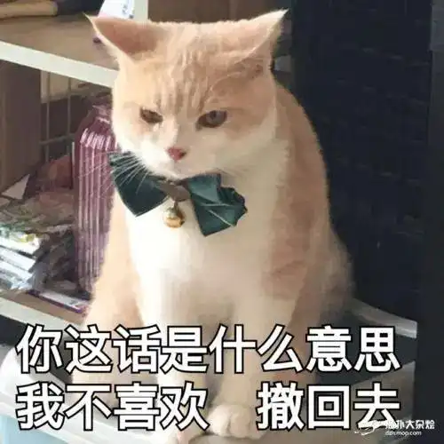 第68期喵表情内有69只萌猫,谨慎进入
